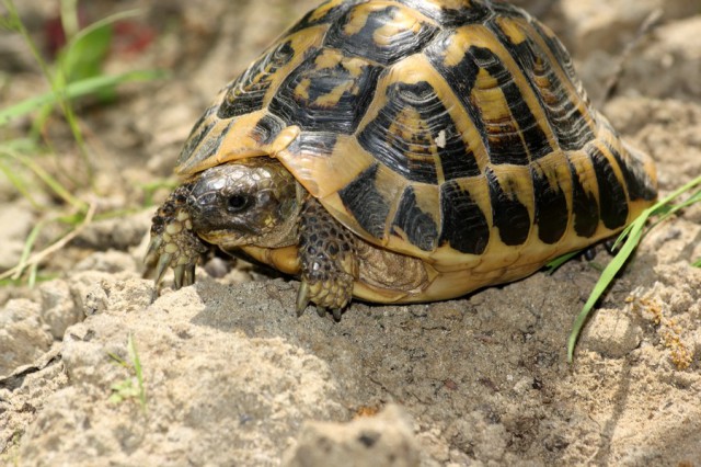 ヘルマンリクガメの飼育方法